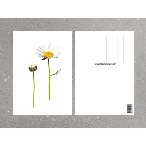 Nr. 08: Marguerit