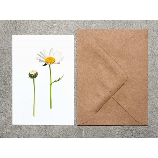 Nr. 08: Marguerit