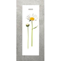 Nr. 08: Marguerit
