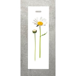 Nr. 08: Marguerit