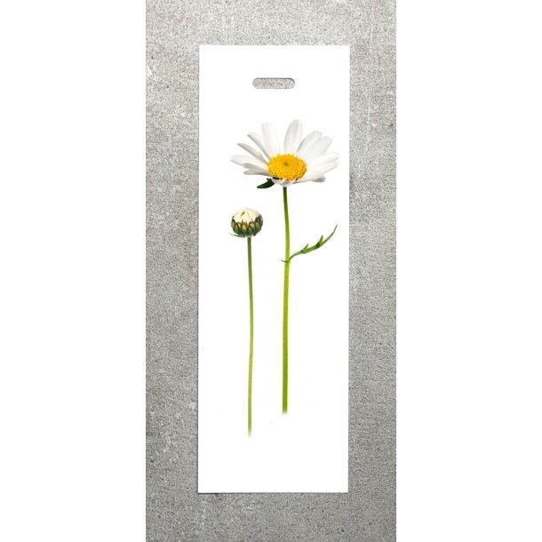 Nr. 08: Marguerit
