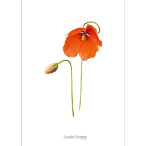 Nr. 09: Valmue
