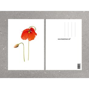Nr. 09: Valmue