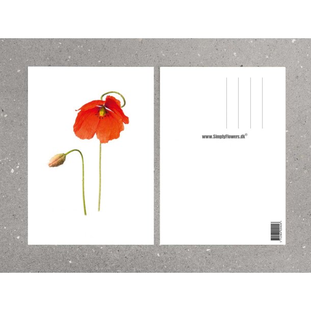 Nr. 09: Valmue