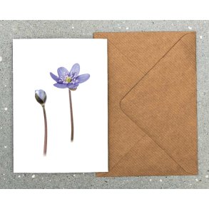 Nr. 10: Bl� anemone