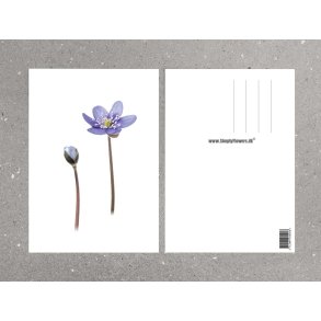 Nr. 10: Bl� anemone