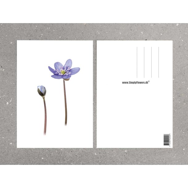 Nr. 10: Bl� anemone