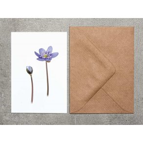 Nr. 10: Bl� anemone