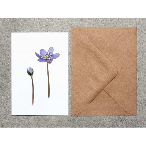Nr. 10: Bl� anemone