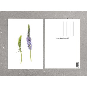 Nr. 12: Aks-�renpris 