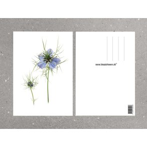 Nr. 13: Jomfru i det gr�nne