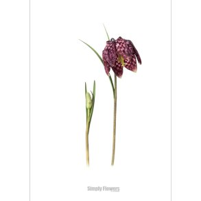 Nr. 14: Vibe�g