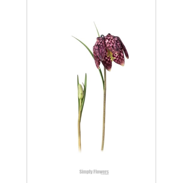 Nr. 14: Vibe�g