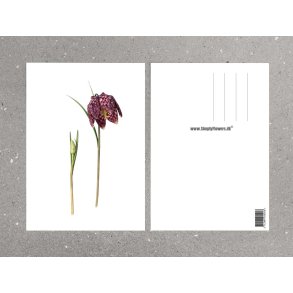 Nr.14: Vibe�g