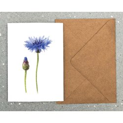 Nr. 15: Kornblomst