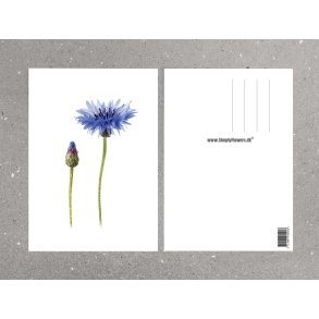 Nr. 15: Kornblomst