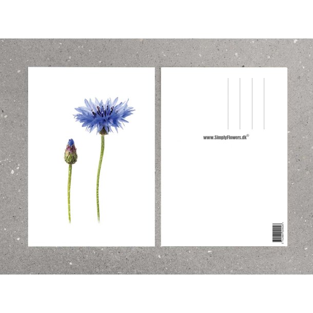 Nr. 15: Kornblomst