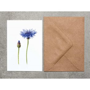 Nr. 15: Kornblomst
