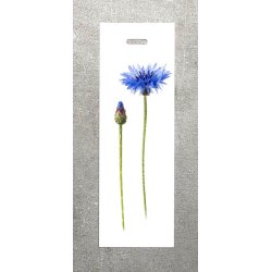 Nr. 15: Kornblomst
