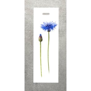 Nr. 15: Kornblomst
