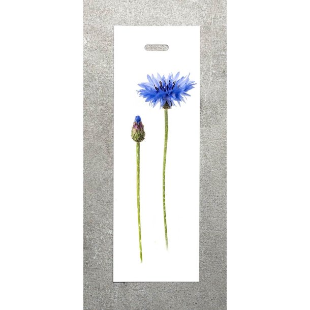 Nr. 15: Kornblomst