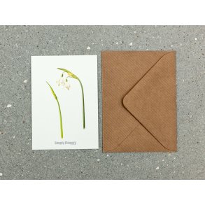 Nr. 02: Dorthealilje