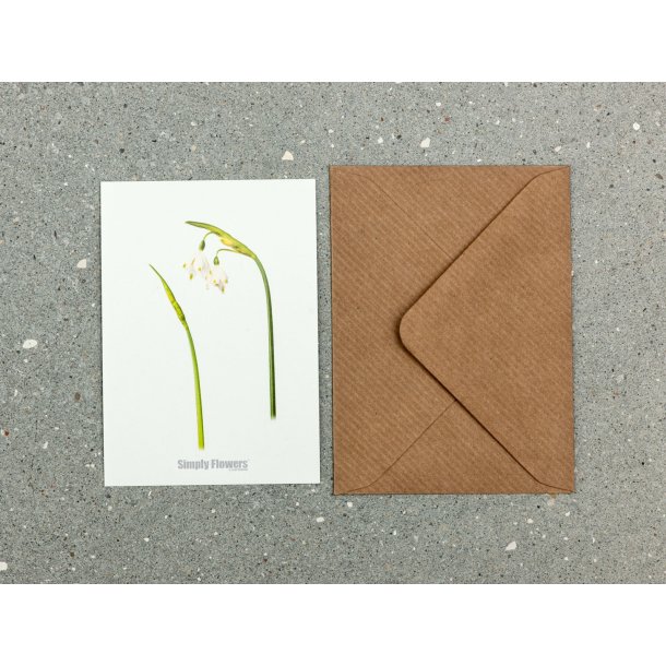 Nr. 02: Dorthealilje
