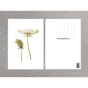 Nr.16: Vild gulerod