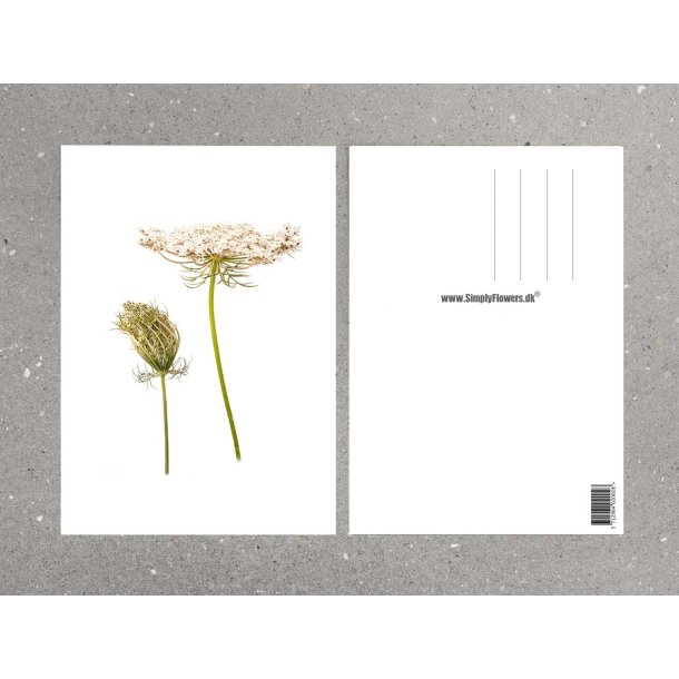Nr.16: Vild gulerod