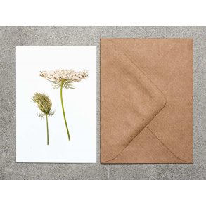 Nr. 16: Vild Gulerod