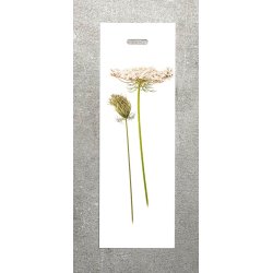 Nr.16: Vild gulerod