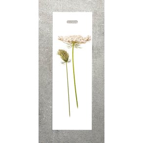 Nr.16: Vild gulerod
