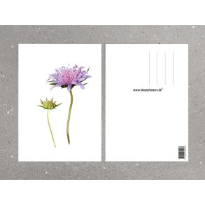 Nr. 20: Bl�hat