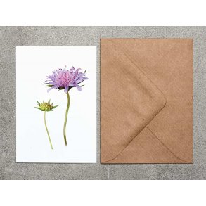 Nr. 20: Bl�hat