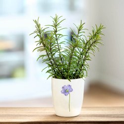 Nr. 07: H�rblomst