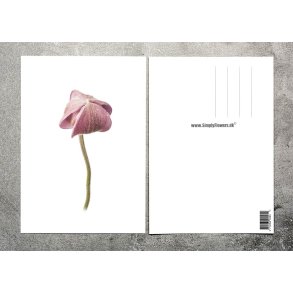 Nr. 28: H�stanemone, knop