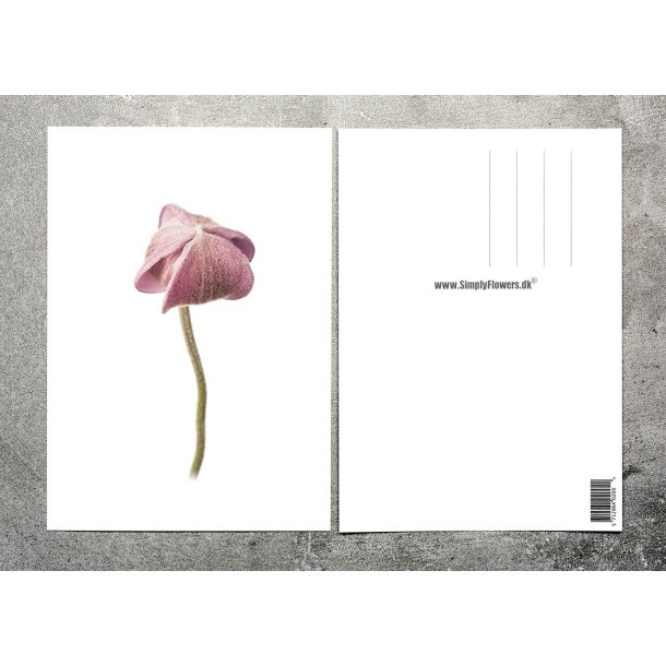 Nr. 28: H�stanemone, knop