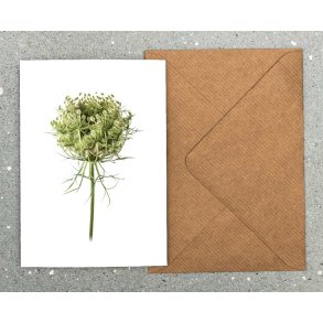 Nr. 29: Vild gulerod, knop