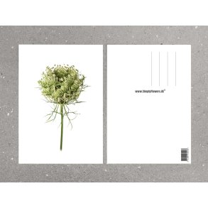 Nr. 29: Vild gulerod, knop