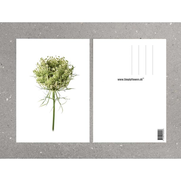 Nr. 29: Vild gulerod, knop