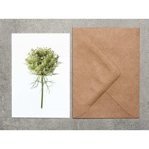 Nr. 29: Vild Gulerod