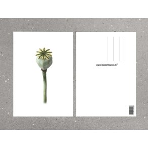 Nr. 30: Opiumsvalmue, fr�stand