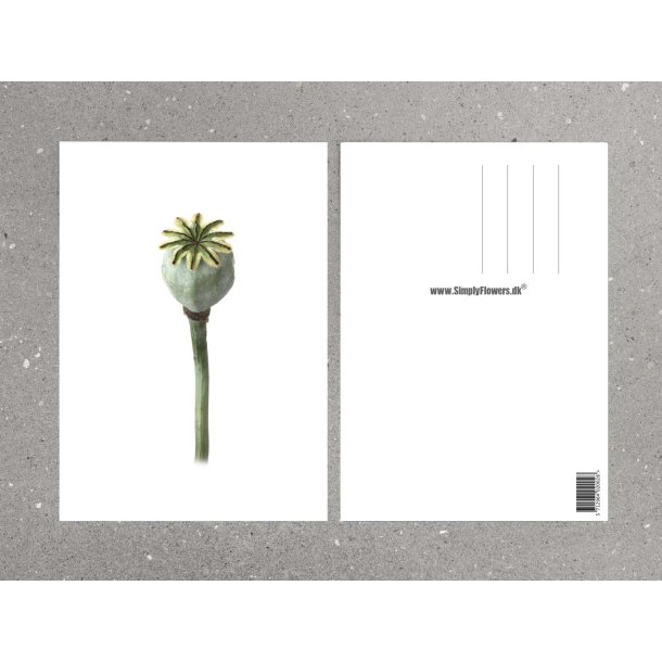 Nr. 30: Opiumsvalmue, fr�stand