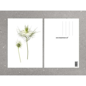 Nr. 32: Jomfru i det gr�nne Hvid