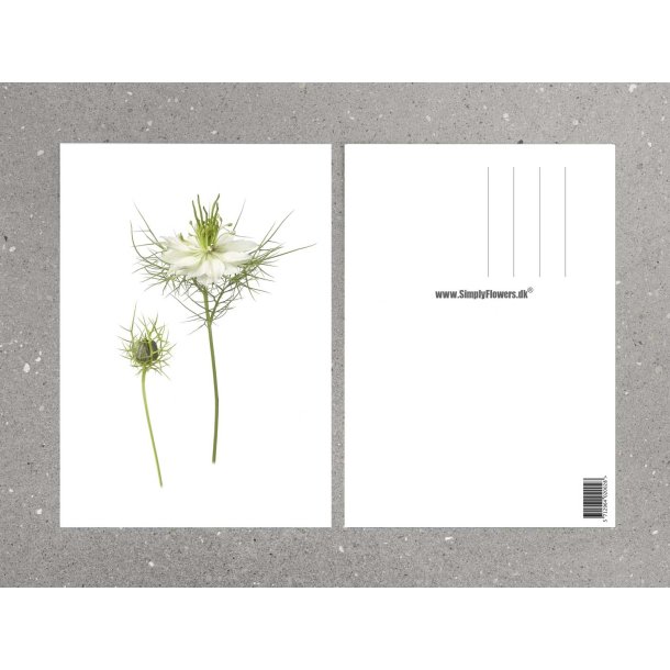 Nr. 32: Jomfru i det gr�nne Hvid