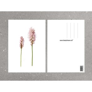 Nr. 33: Fersken-Pileurt
