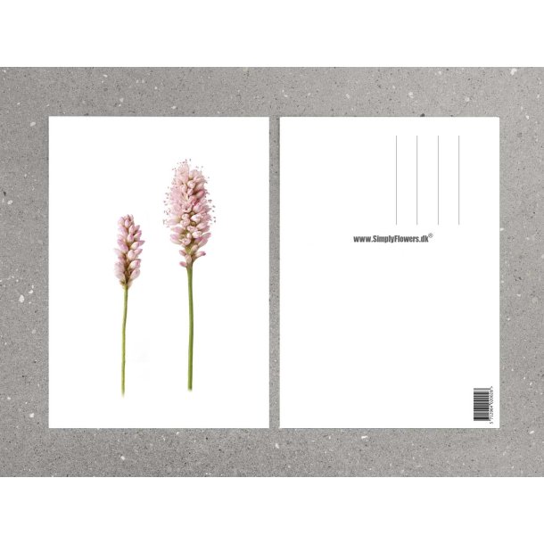 Nr. 33: Fersken-Pileurt