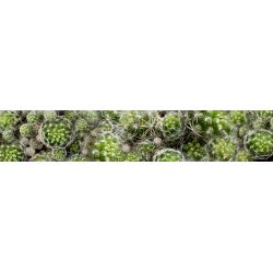 Nr. 03: Silket�rkl�de Kaktus