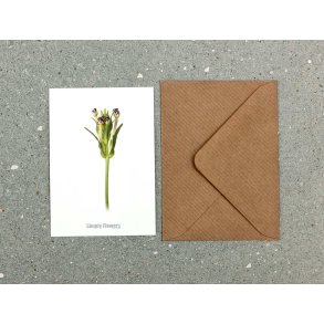 Nr. 27: Floks