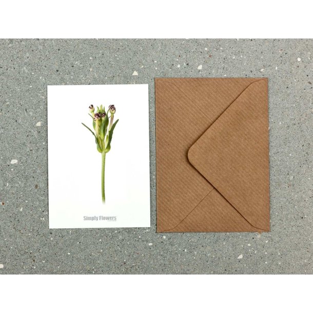 Nr. 27: Floks